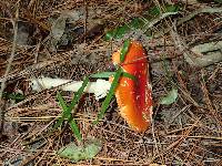 Amanita muscaria image