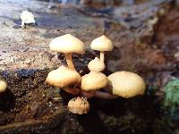 Hypholoma acutum image