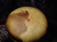 Hypholoma acutum image