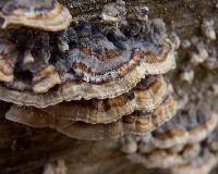 Trametes versicolor image