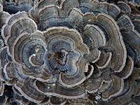 Trametes versicolor image