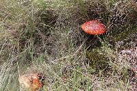 Amanita muscaria image