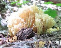 Artomyces pyxidatus image