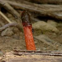 Phallus rubicundus image