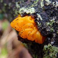 Tremella mesenterica image