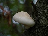 Piptoporus betulinus image