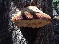 Fomitopsis pinicola image