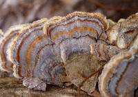 Trametes versicolor image