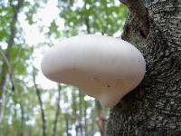 Piptoporus betulinus image