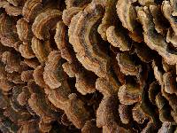 Trametes versicolor image