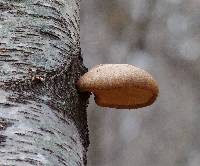 Fomitopsis betulina image