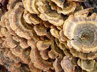 Trametes versicolor image