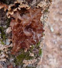 Tremella foliacea image