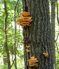 Laetiporus sulphureus image