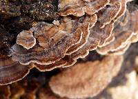 Trametes versicolor image