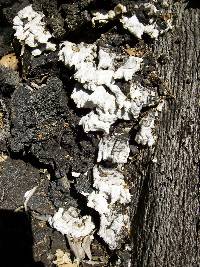 Schizophyllum commune image