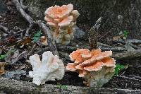 Laetiporus cincinnatus image