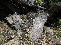 Schizophyllum commune image