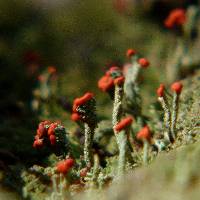 Cladonia cristatella image