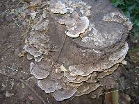 Trametes versicolor image