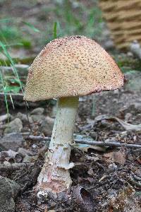 Amanita amerirubescens image