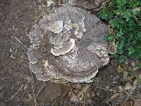 Trametes versicolor image