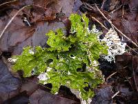 Lobaria pulmonaria image