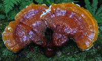 Ganoderma tsugae image