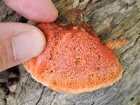 Pycnoporus cinnabarinus image