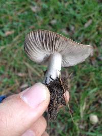 Tricholoma terreum image