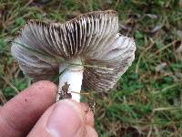 Tricholoma terreum image