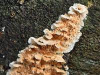 Antrodiella zonata image