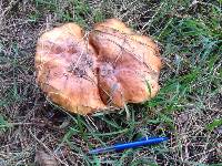 Suillus granulatus image