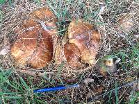 Suillus granulatus image