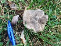 Tricholoma terreum image