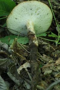 Polyporus radicatus image