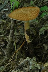 Polyporus radicatus image