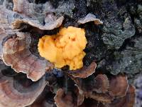 Tremella aurantia image