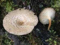 Polyporus arcularius image