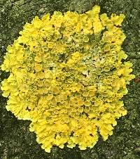 Xanthoria parietina var. parietina image