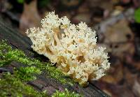 Artomyces pyxidatus image