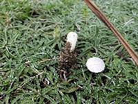 Phallus hadriani image