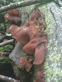 Auricularia americana image