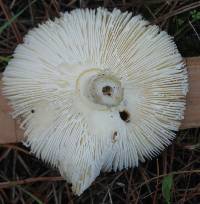 Amanita muscaria image