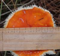 Amanita muscaria image