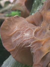 Auricularia americana image