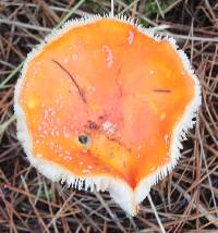 Amanita muscaria image