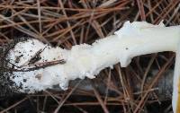 Amanita muscaria image