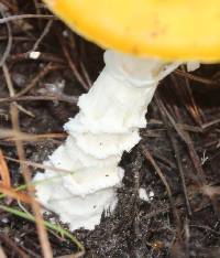 Amanita muscaria image