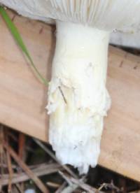 Amanita muscaria image